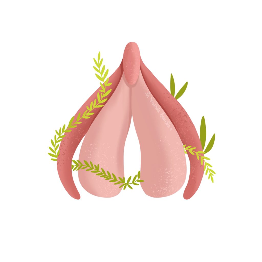 Le clitoris l'unique organe du plaisir va enfin connaître son heure de gloire grâce au documentaire "Mon nom est clitoris". Crédits : ©La Renarde Bouclée.