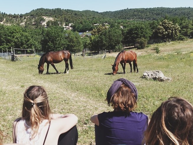 chevaux qui broutent de l'herbe