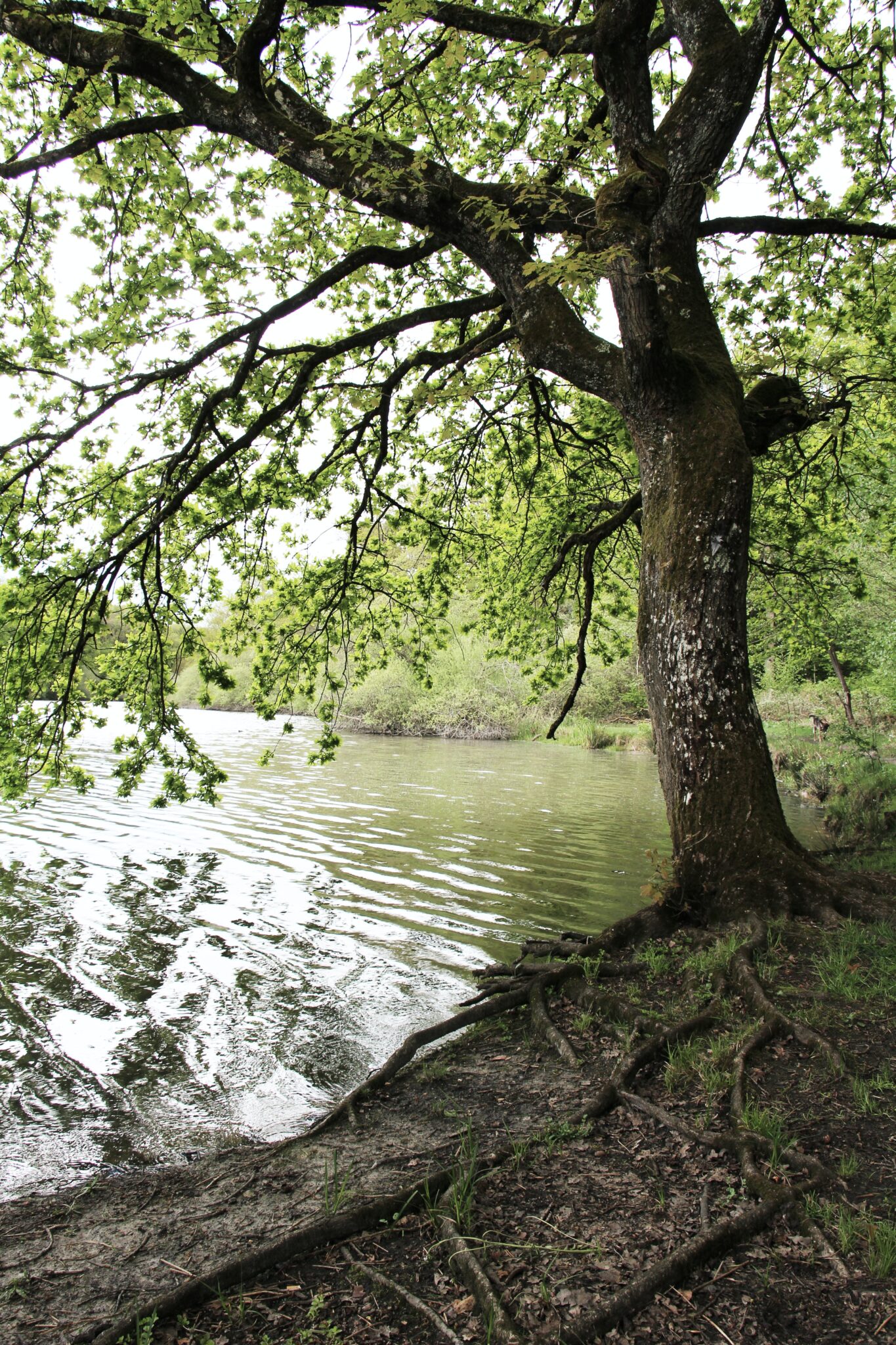 Domaine de Rambouillet