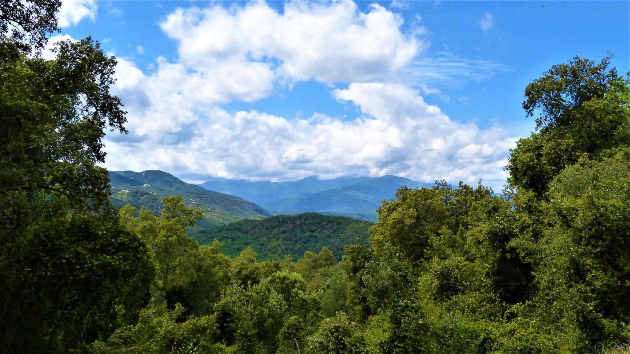 La forêt de Maureillas-Las-Illas